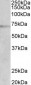 DBH (aa437-448) Antibody (internal region)